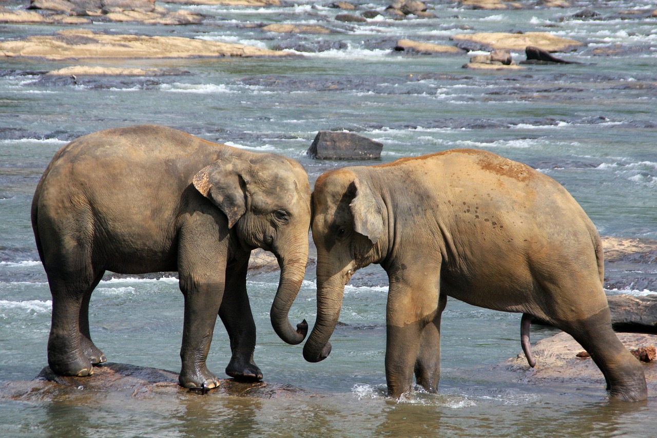 水辺にいる２頭のゾウ