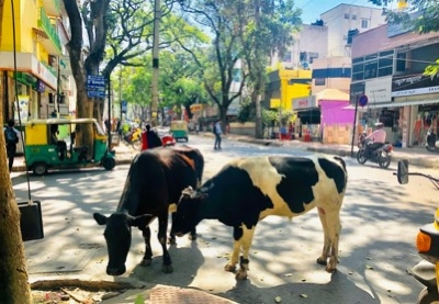 バンガロール市街にいる野良牛